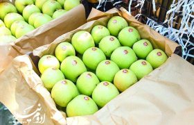 زنجیره تولید تا صادرات سیب آذربایجان‌غربی تقویت می‌شود