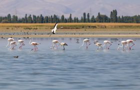 وضعیت مطلوب تالابهای آذربایجانغربی در سال آبی جدید