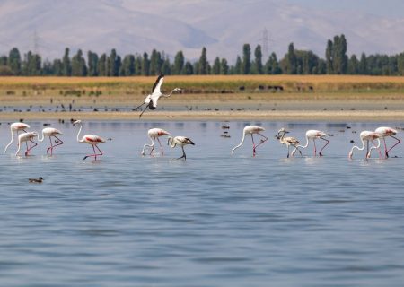 وضعیت مطلوب تالاب‌های آذربایجان‌غربی در سال آبی جدید