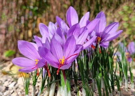 آغاز برداشت زعفران از ۵۵ هکتار مزارع آذربایجان‌غربی